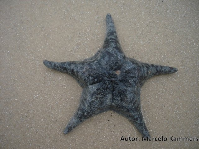 Asterina estellifera